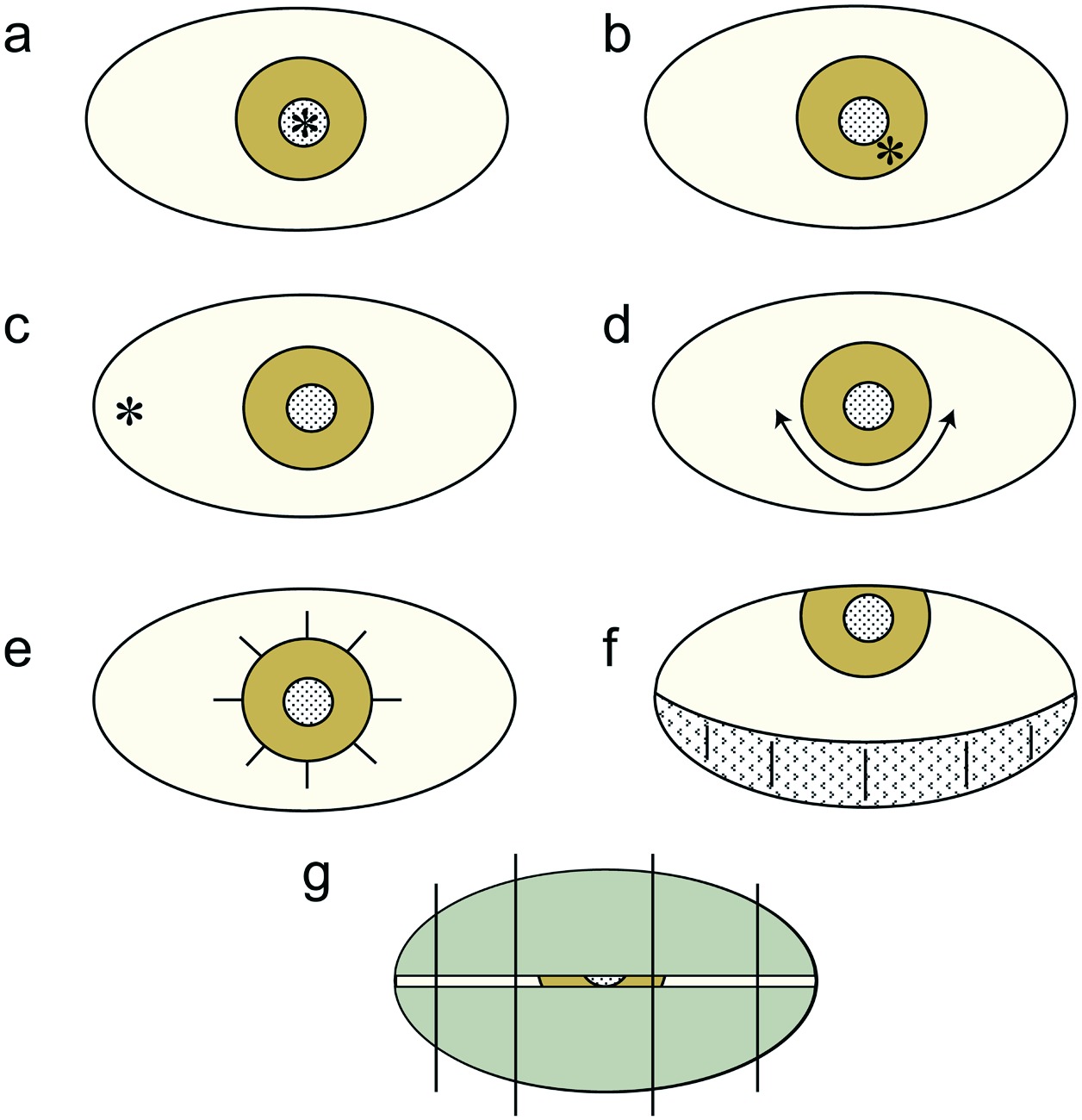 Application of low-level laser therapy in ophthalmology
