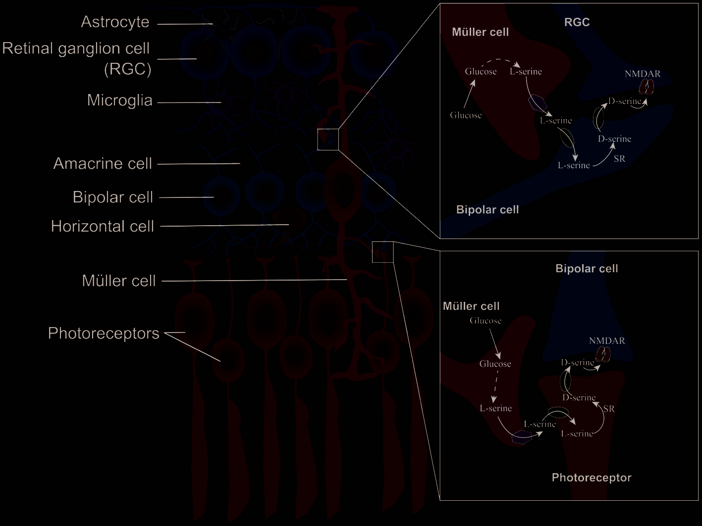 The serine shuttle in the retina - figure from this article